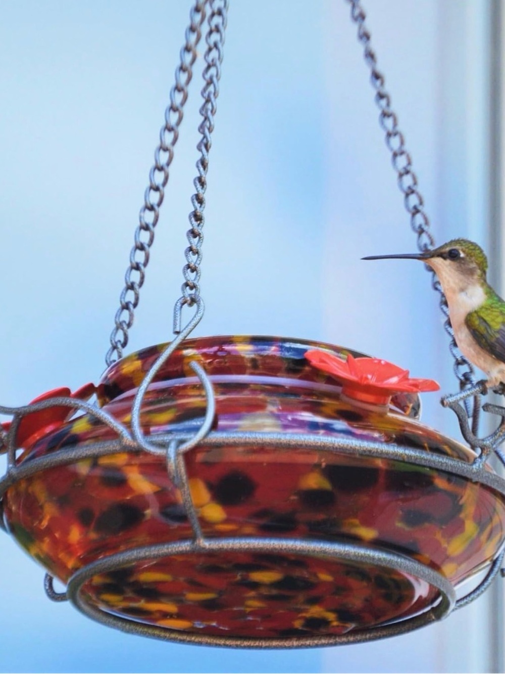 Glass Hummingbird Feeder in Multicolor - Brand: